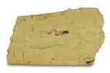 Fossil Dinosaur Bone in Sandstone - Wyoming #292758-3